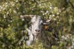 White Goat In A Pasture Stock Photo