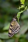 Rice Paper Butterfly (idea Leuconoe) Stock Photo