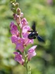 Carpenter Bee (xylocopa) Stock Photo