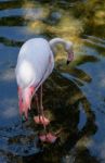 Fuengirola, Andalucia/spain - July 4 : Greater Flamingos (phoeni Stock Photo