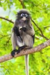 Dusky Leaf Monkey Or Trachypithecus Obscurus On Tree Stock Photo