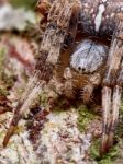 Spider On A Tree Stock Photo