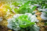 Closeup Green Head Of Cabbage Stock Photo