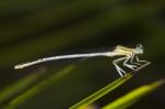 Damselfly Insect Stock Photo