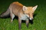 Wild Red Fox Stock Photo