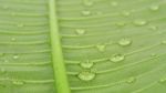 Green Leave And Water Drops Stock Photo