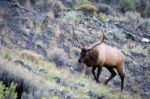 Elk Or Wapiti (cervus Canadensis) Stock Photo