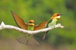 Chestnut-headed Bee Eater Stock Photo