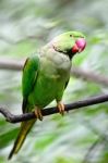 Male Alexandrine Parakeet Stock Photo