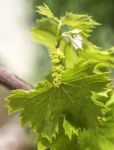 Grapevine Flower Transformation Into A Grape Berry Stock Photo