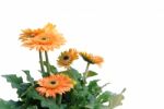 Gerbera Isolated Stock Photo