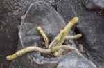 Cactus Growing In Dead Tree Trunk Stock Photo