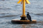 Great Black Cormorant In Breeding Plumage Stock Photo