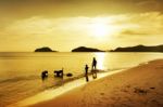 Family At Beach With Dog Stock Photo