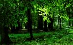 Green Forest Stock Photo