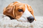 Sad Beagle Dog Stock Photo