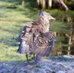 Isolated Image Of A Funny Black-crowned Night Heron Shaking Her Feathers On A Rock Stock Photo