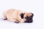 Cute Pug Dog Feel Boring Stock Photo