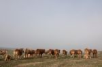 Bunch Of Brown Cows Stock Photo