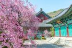 Gyeongbokgung Palace With Cherry Blossom In Spring,korea Stock Photo