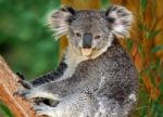 Koala Stock Photo