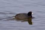 Beautiful Image With Funny Weird American Coot In The Lake Stock Photo