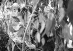 Koala In A Eucalyptus Tree. Black And White Stock Photo