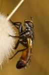 Tachinid Fly (cylindromyia Rufifrons) Stock Photo