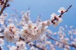 Cherry Blossom With Soft Focus, Sakura Season Background Stock Photo