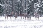 Spotted Deer In The Winter Forest Stock Photo