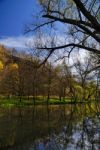 Branch Tree And Lake Stock Photo