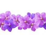 Purple Orchids Stock Photo