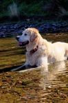 Dog On The River Stock Photo