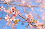 Wild Himalayan Cherry ( Prunus Cerasoides ) ( Sakura In Thailand Stock Photo