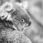 Koala In A Eucalyptus Tree. Black And White Stock Photo