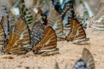 Diversity Of Butterfly Species,butterfly Eating Salt Licks On Ground Stock Photo