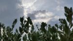 Leaves And The Sky Stock Photo