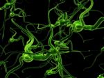 Neuron Stock Photo