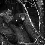 Tasmanian Devil Found During The Day In Tasmania Stock Photo