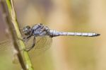 Epaulet Skimmer (orthetrum Chrysostigma) Stock Photo