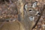 Portrait Of A Beautiful Deer Stock Photo