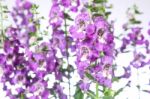 Angelonia Flower Stock Photo