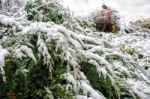 Juniper Branches Covered With Snow Stock Photo