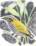 Speckled Piculet  Bird Drawing Stock Photo