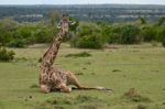 Giraffe Stock Photo