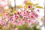 Pink Sakura Flowers Stock Photo