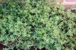 Freshly Aroma Herbs Growing In The Garden Stock Photo