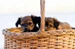 Domestic Dogs On The Basket Stock Photo