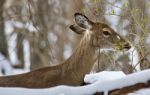 Beautiful Isolated Background With A Wild Deer In The Snowy Forest Stock Photo