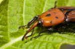 Red Palm Weevil Stock Photo